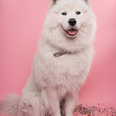 Kana - Border Collie