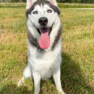Shin - Shiba Inu